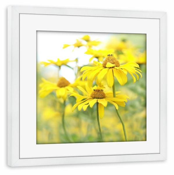 Poster mit Rahmen weiß "Sommerfarben" artboxONE - Natur,Floral - Blumen,Sommer,Floral,Nature,Natur,Botanical,Botanisch,Gelb,Yellow,Closeup,Nahaufnahme