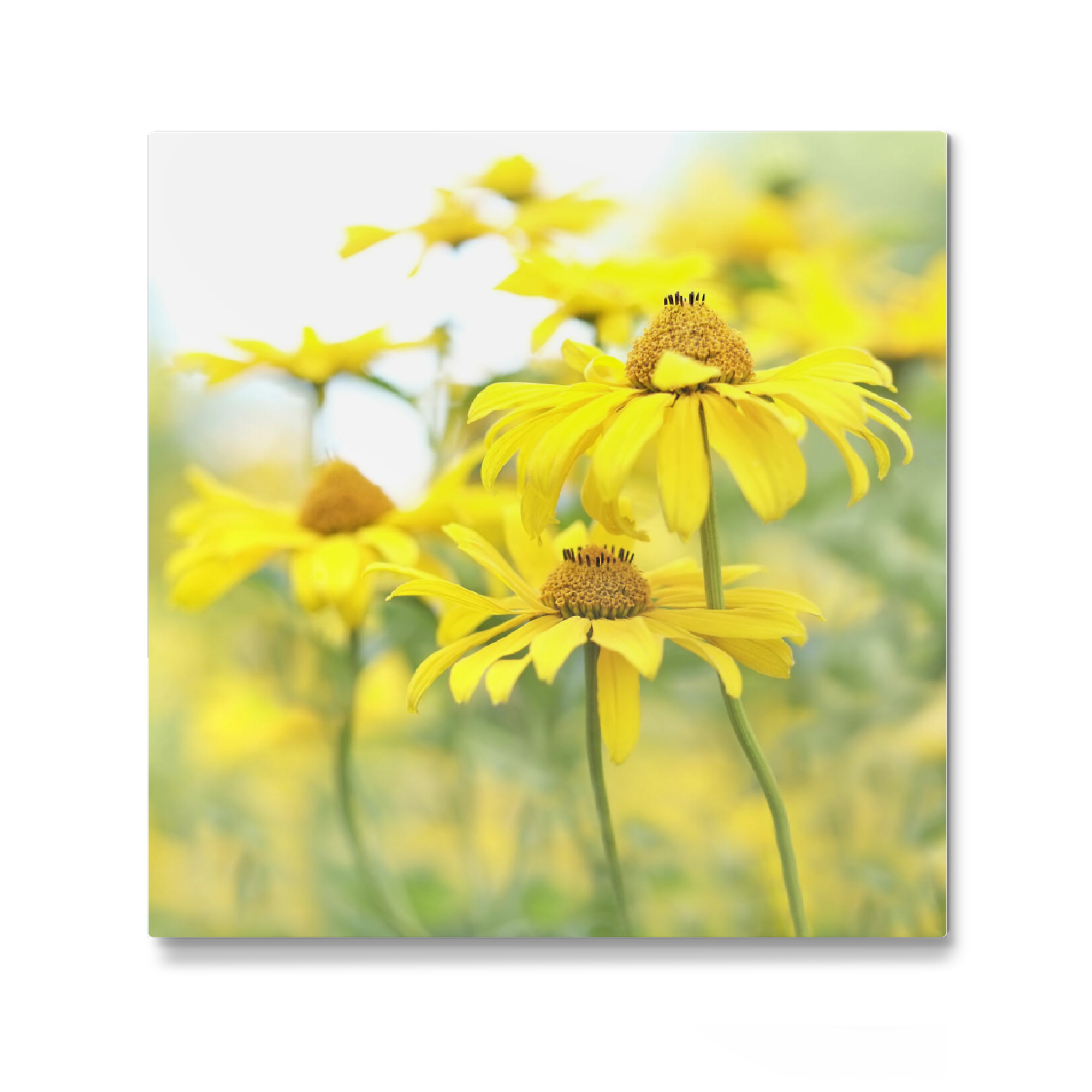 Galerie-Print "Sommerfarben" 30x30 cm artboxONE