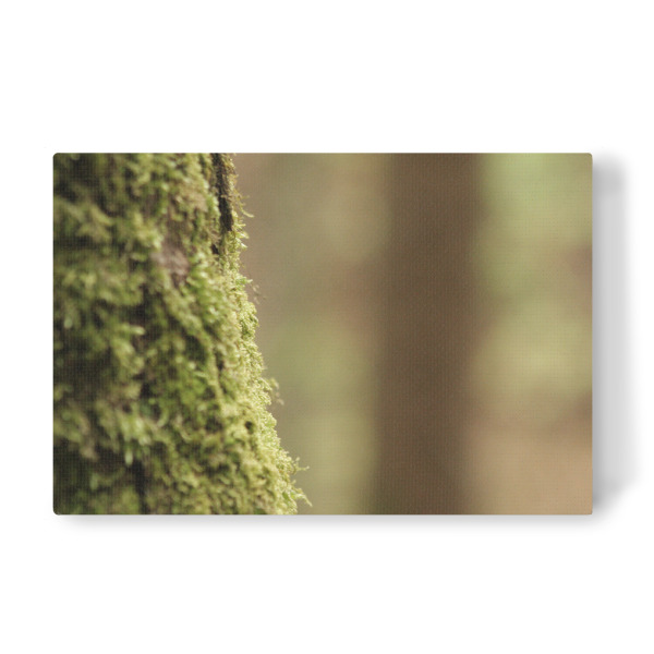 Leinwandbild "Green tree" artboxONE - Natur - Nature,Natur,Baum,Tree,Closeup,Nahaufnahme,Green,Grün,Forest,Wald
