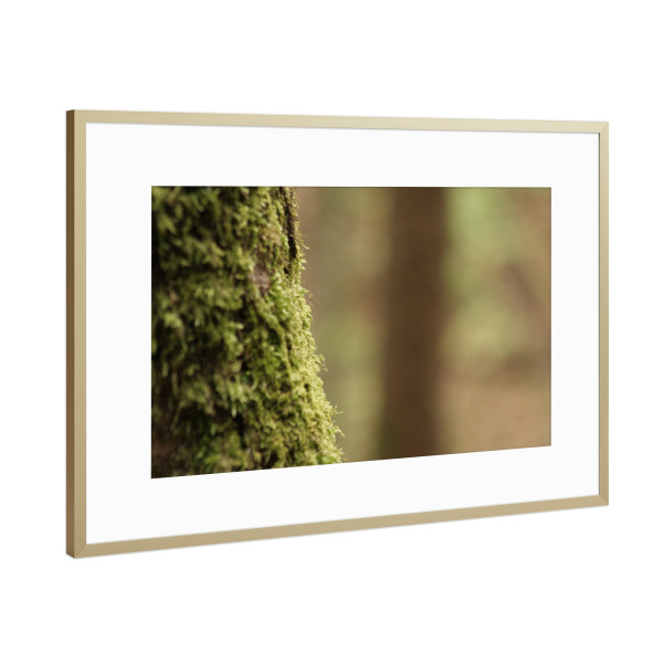 Poster mit Rahmen Gold "Green tree" artboxONE - Natur - Nature,Natur,Baum,Tree,Closeup,Nahaufnahme,Green,Grün,Forest,Wald