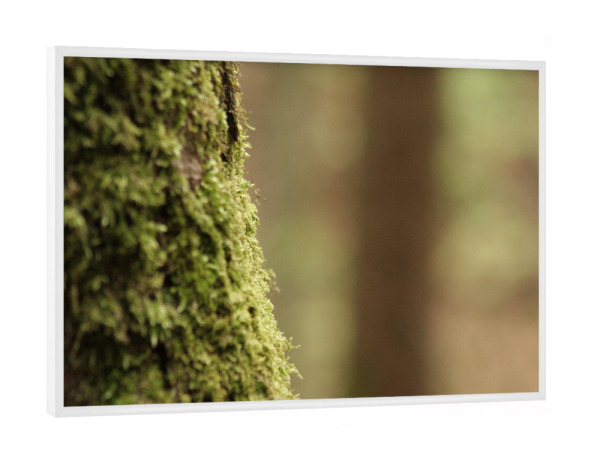 Poster mit weißem Rahmen "Green tree" artboxONE - Natur - Nature,Natur,Baum,Tree,Closeup,Nahaufnahme,Green,Grün,Forest,Wald