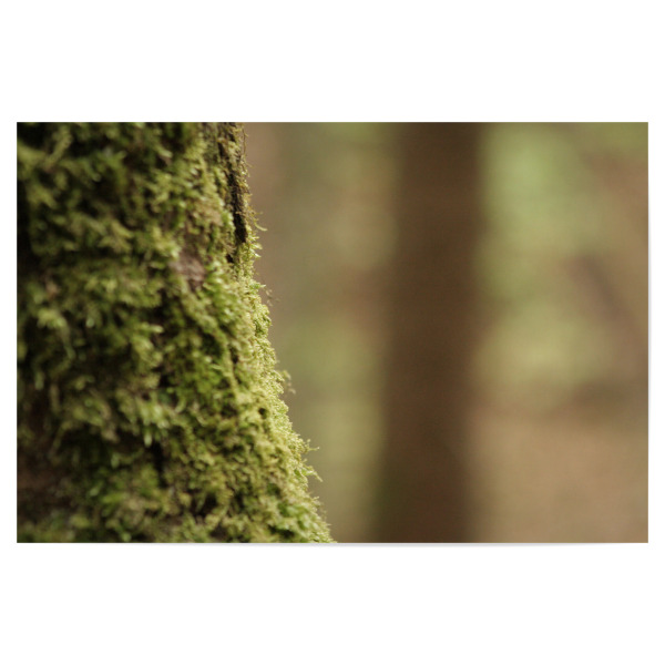 Poster 30x20 cm "Green tree" artboxONE - Natur - Nature,Natur,Baum,Tree,Closeup,Nahaufnahme,Green,Grün,Forest,Wald