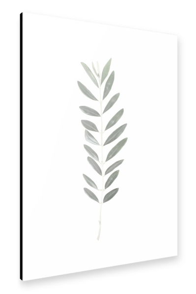 Alu-Dibond "Olive twig" 30x20 cm artboxONE