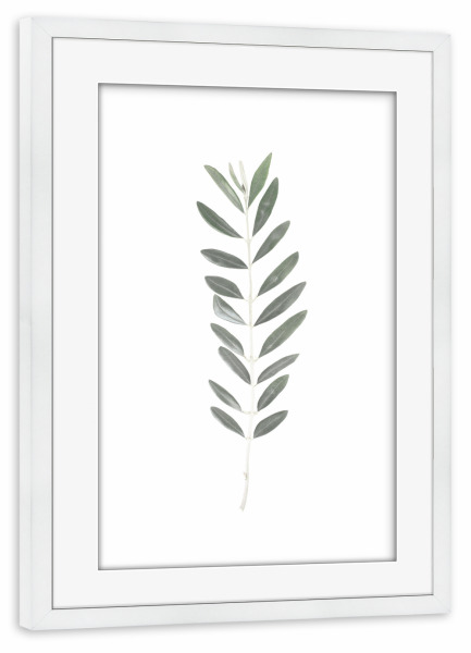 Poster mit Rahmen weiß "Olive twig" artboxONE - Natur,Floral
