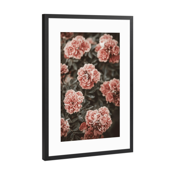 Poster mit Rahmen Schwarz (Metallic) "Old Rose Flower in The Garden" artboxONE - Natur,Floral,Für Mama