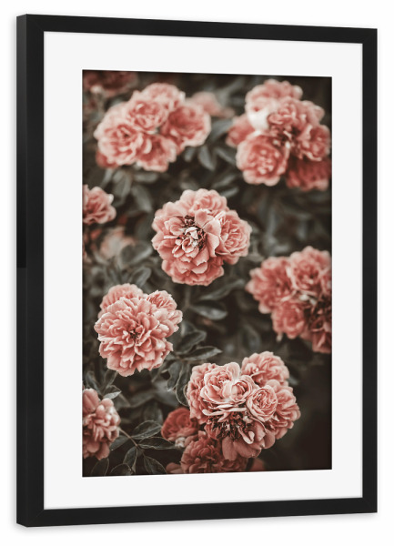 Poster mit Rahmen schwarz "Old Rose Flower in The Garden" artboxONE - Natur,Floral,Für Mama