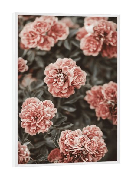 Poster mit weißem Rahmen "Old Rose Flower in The Garden" artboxONE - Natur,Floral,Für Mama