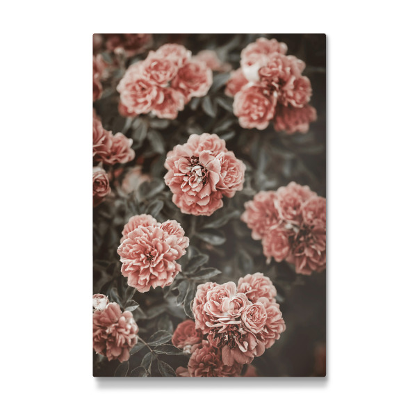 Galerie-Print "Old Rose Flower in The Garden" 30x20 cm artboxONE