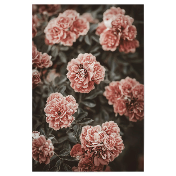 Poster "Old Rose Flower in The Garden" artboxONE - Natur,Floral,Für Mama