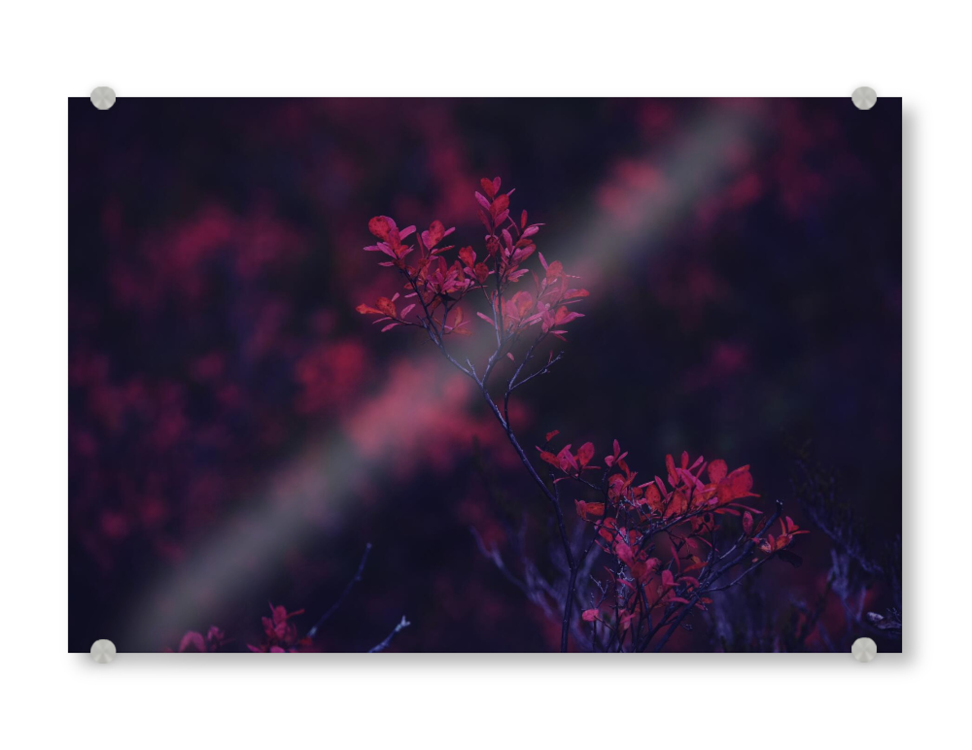 Acrylglasbild "Herbstblätter" artboxONE - Natur,Floral
