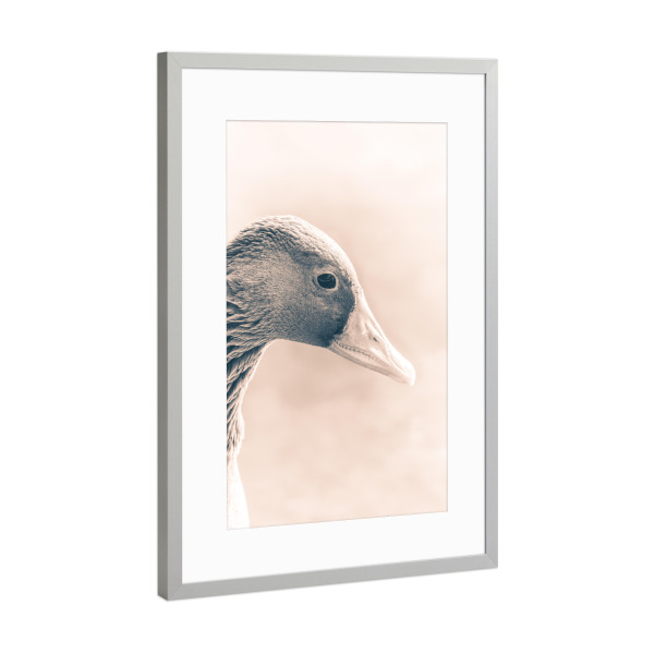 Poster mit Rahmen Silber "Graugansportrait" artboxONE - Natur,Tiere - Graugans,Gans,Vogel,Wasservogel,Schnabel,Animal,Tier,Bird,Closeup,Nahaufnahme