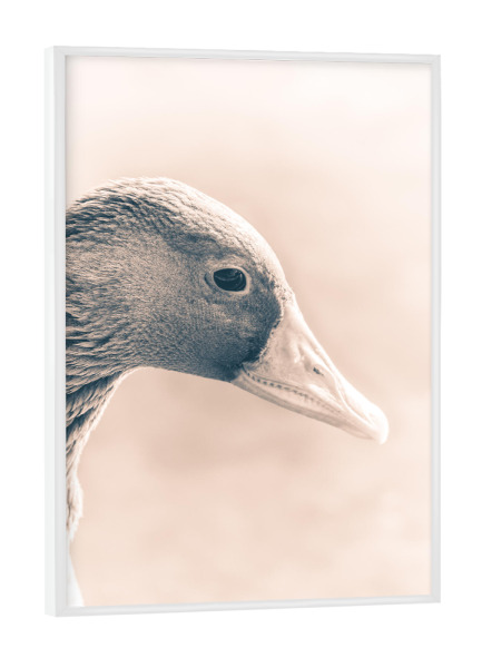 Poster mit weißem Rahmen "Graugansportrait" artboxONE - Natur,Tiere - Graugans,Gans,Vogel,Wasservogel,Schnabel,Animal,Tier,Bird,Closeup,Nahaufnahme