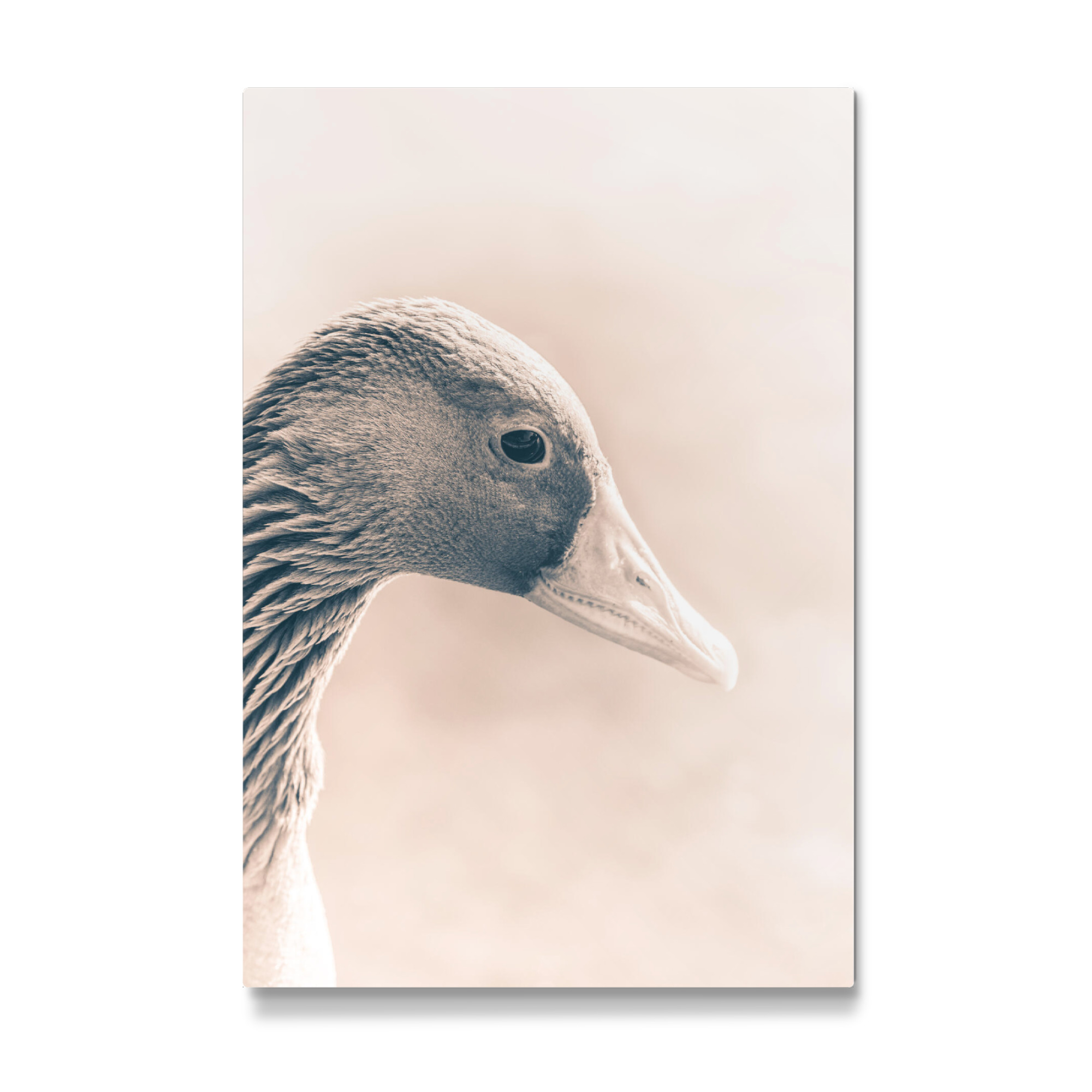 Galerie-Print "Graugansportrait" 30x20 cm artboxONE