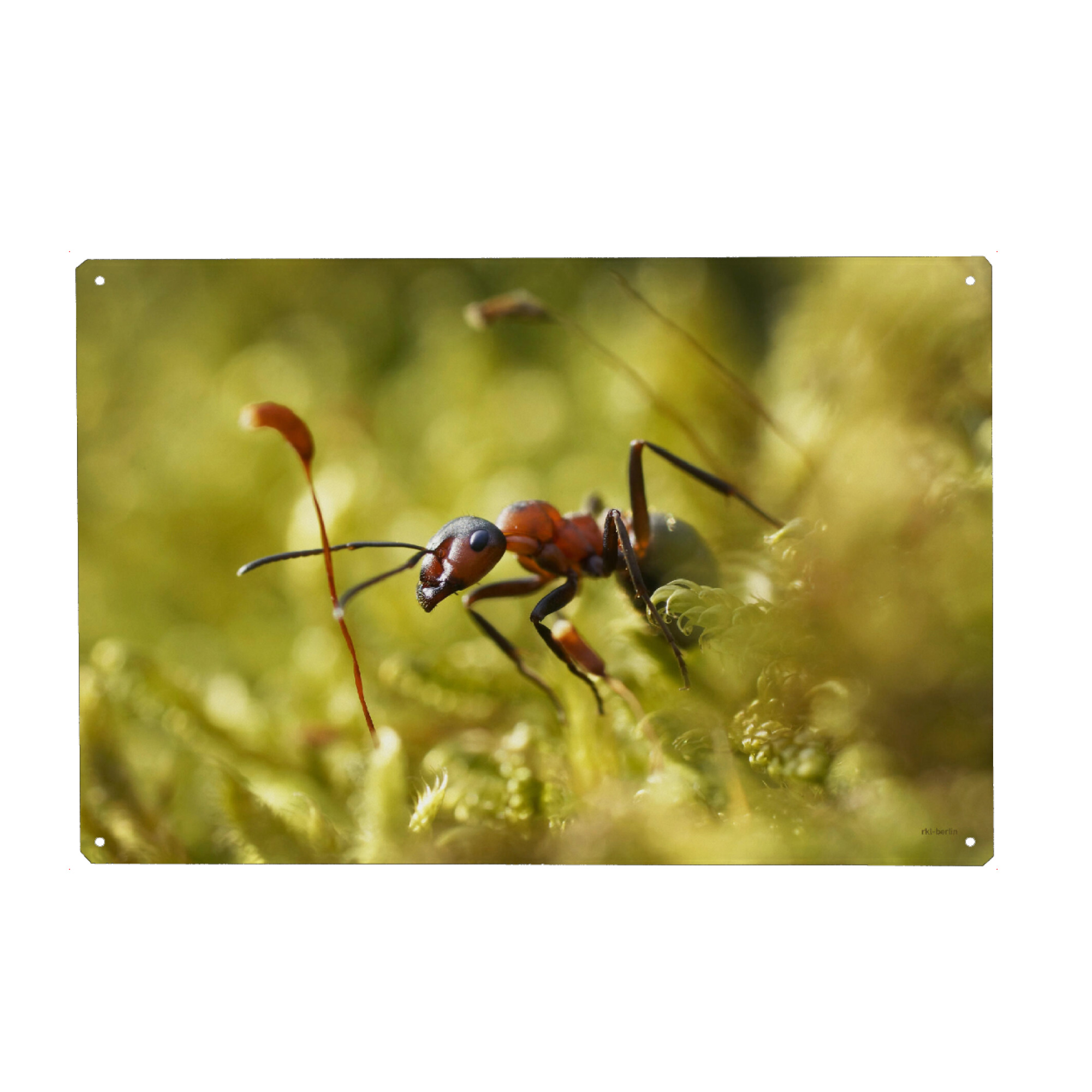 Metall Poster "Waldameise" artboxONE - Natur,Tiere