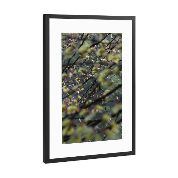 Poster mit Rahmen Schwarz (Metallic) "Baumblätter" artboxONE - Natur - Nature,Natur,Leaves,Wald,Woods,Blätter,Baum,Tree,Green,Grün,Closeup,Nahaufnahme