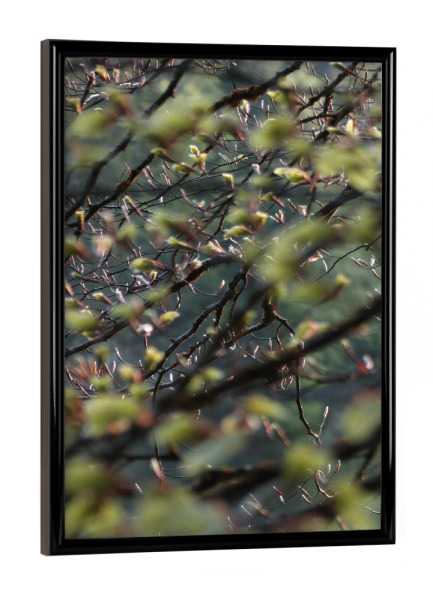 Poster mit schwarzem Rahmen "Baumblätter" artboxONE - Natur - Nature,Natur,Leaves,Wald,Woods,Blätter,Baum,Tree,Green,Grün,Closeup,Nahaufnahme