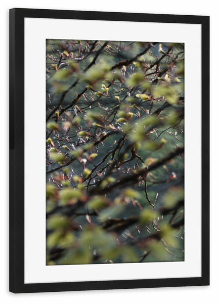 Poster mit Rahmen schwarz "Baumblätter" artboxONE - Natur - Nature,Natur,Leaves,Wald,Woods,Blätter,Baum,Tree,Green,Grün,Closeup,Nahaufnahme