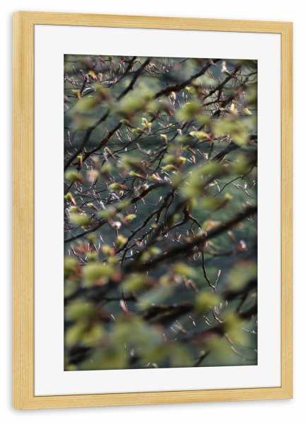 Poster mit Rahmen kiefer "Baumblätter" artboxONE - Natur - Nature,Natur,Leaves,Wald,Woods,Blätter,Baum,Tree,Green,Grün,Closeup,Nahaufnahme