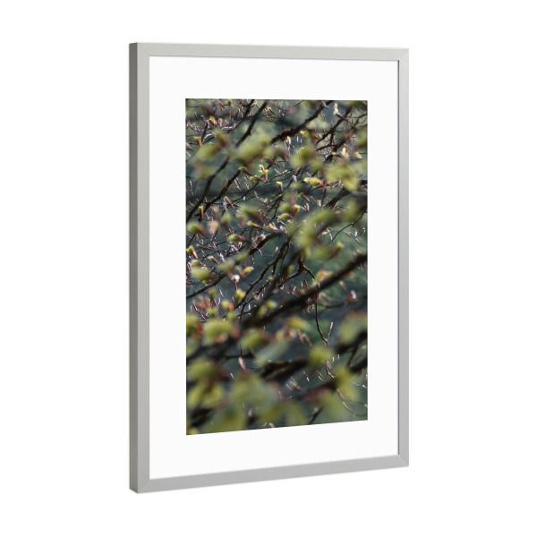 Poster mit Rahmen Silber "Baumblätter" artboxONE - Natur - Nature,Natur,Leaves,Wald,Woods,Blätter,Baum,Tree,Green,Grün,Closeup,Nahaufnahme