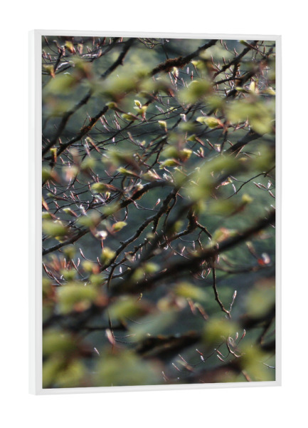 Poster mit weißem Rahmen "Baumblätter" artboxONE - Natur - Nature,Natur,Leaves,Wald,Woods,Blätter,Baum,Tree,Green,Grün,Closeup,Nahaufnahme
