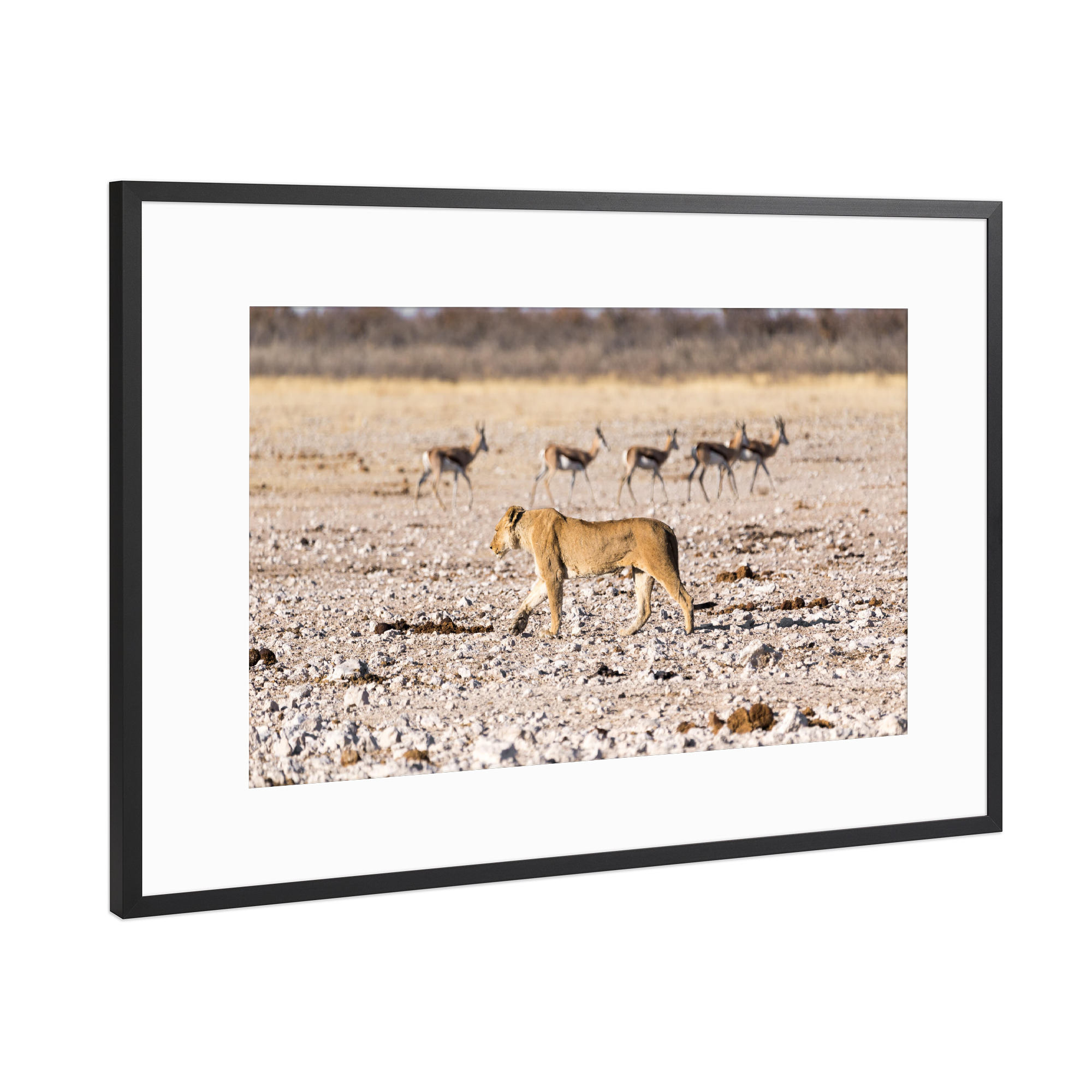 Poster mit Rahmen Schwarz (Metallic) "Löwin und Zebras" artboxONE - Natur,Tiere