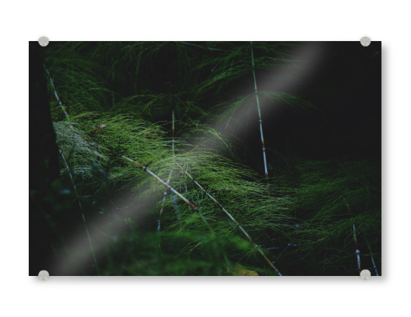 Acrylglasbild "Farnwedel" artboxONE - Natur,Reise,Reise / Länder