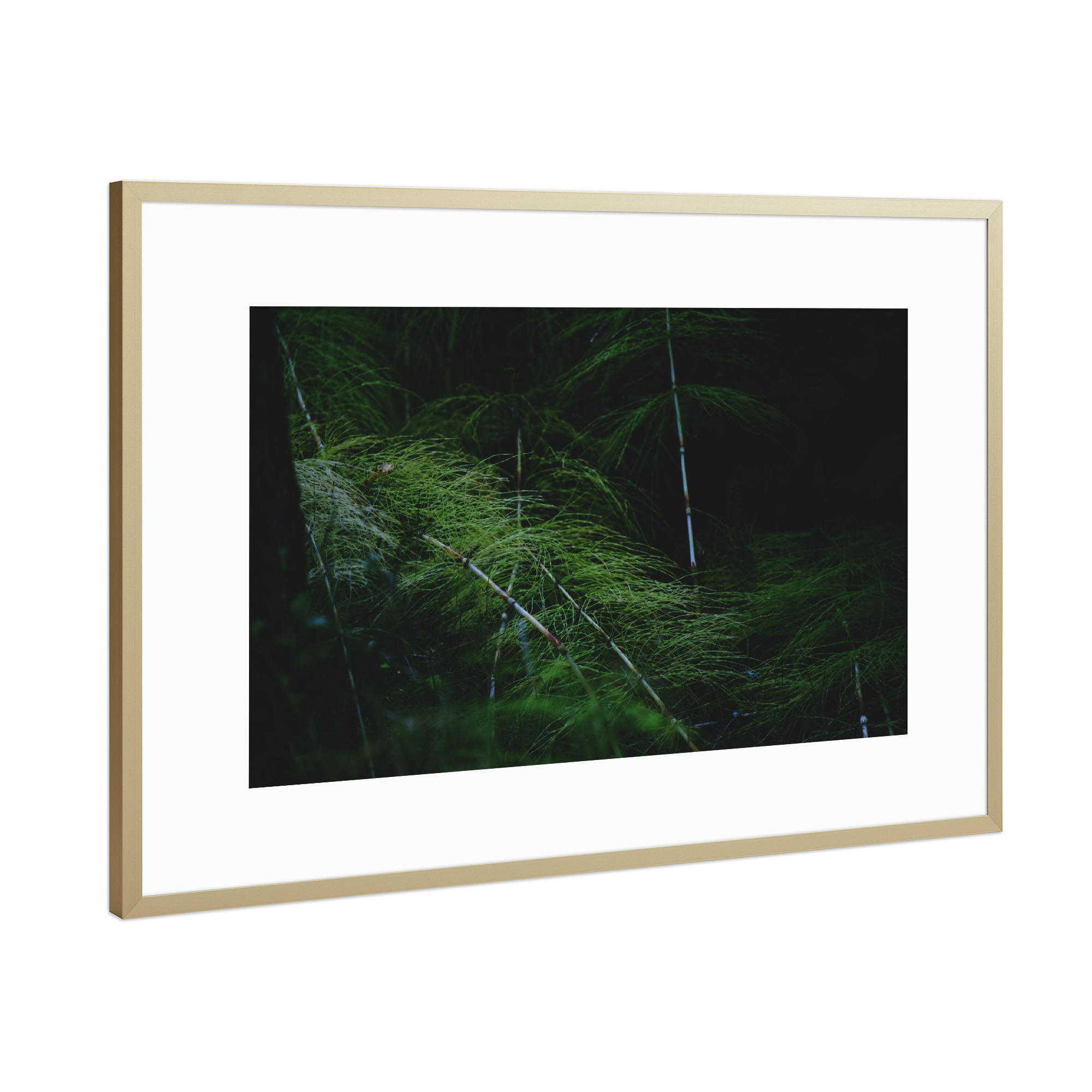 Poster mit Rahmen Gold "Farnwedel" artboxONE - Natur,Reise,Reise / Länder