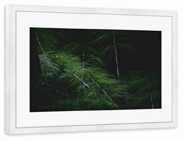 Poster mit Rahmen weiß "Farnwedel" artboxONE - Natur,Reise,Reise / Länder