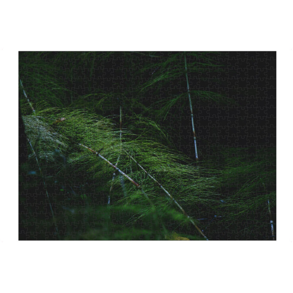 Puzzle Ravensburger "Farnwedel" artboxONE - Natur,Reise,Reise / Länder