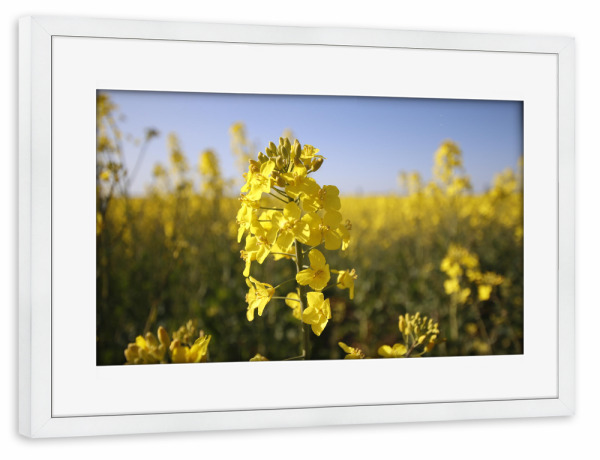 Poster mit Rahmen weiß "Rapsfeld" artboxONE - Natur - Rapsfeld,Raps,Macro,Natur,Nature,Leaves,Blätter,Field,Feld