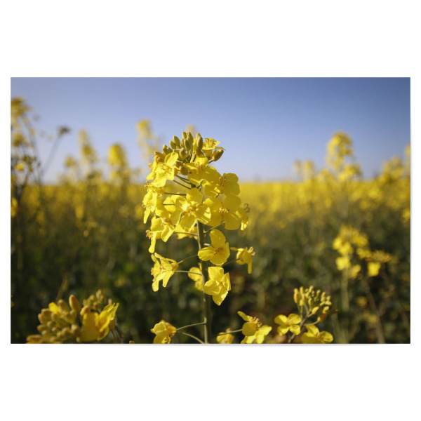 Poster 30x20 cm "Rapsfeld" artboxONE - Natur - Rapsfeld,Raps,Macro,Natur,Nature,Leaves,Blätter,Field,Feld
