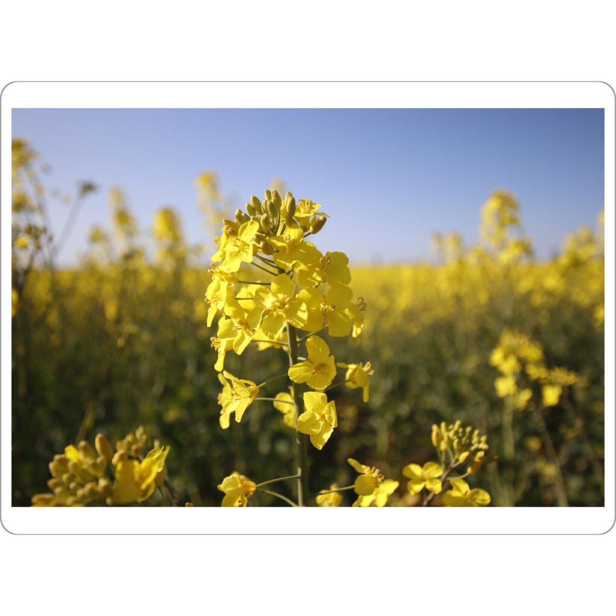 Tischset "Rapsfeld" artboxONE - Natur - Rapsfeld,Raps,Macro,Natur,Nature,Leaves,Blätter,Field,Feld - Bild rapsfeld