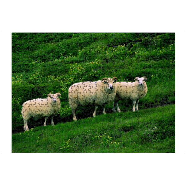artboxONE Puzzle "Schafe" artboxONE - Reise,Tiere,Reise / Länder