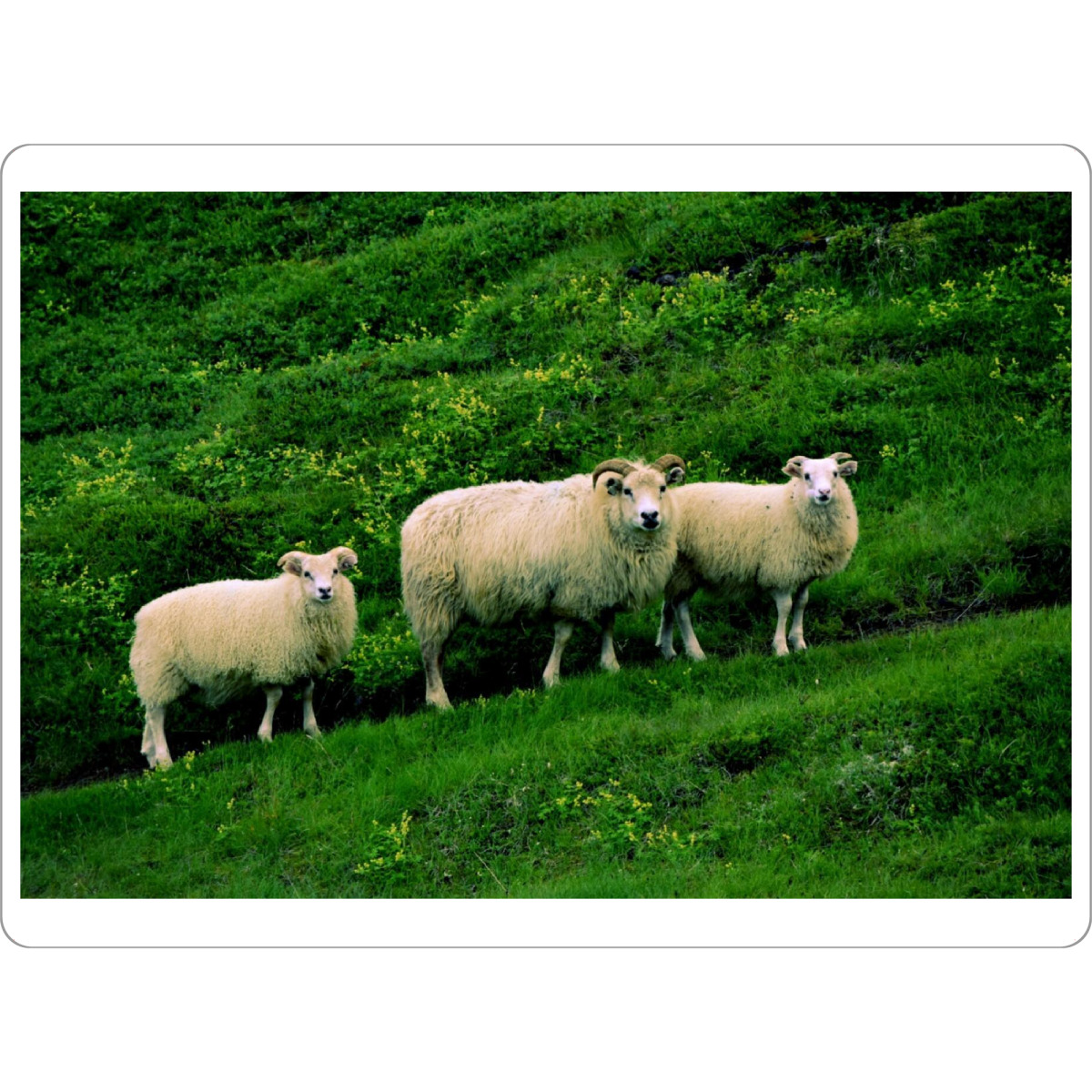 Tischset "Schafe" artboxONE - Reise,Tiere,Reise / Länder