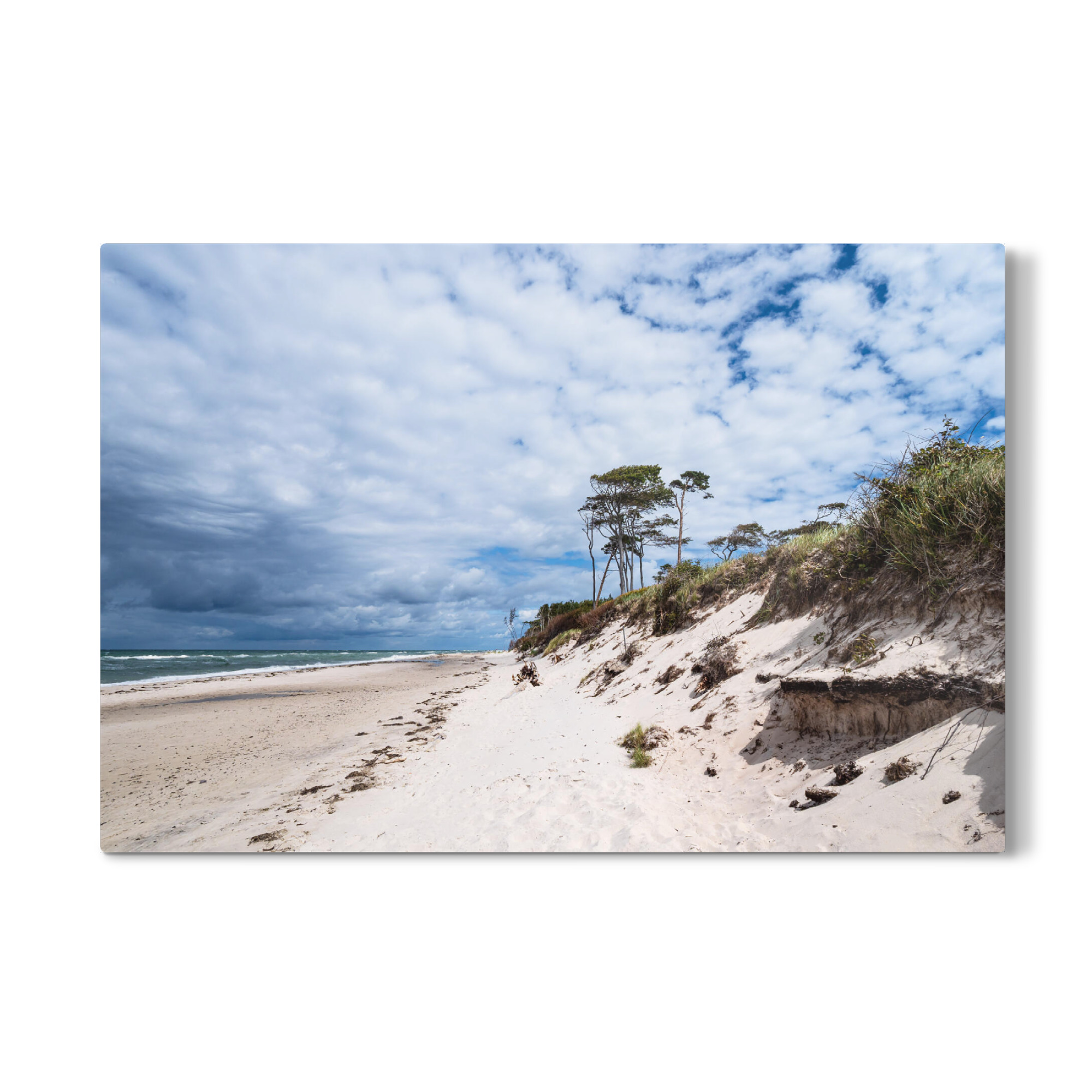 Galerie-Print "Bäume und Düne am Weststrand" 75x50 cm artboxONE