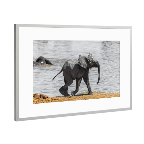 Poster mit Rahmen Silber "Baby Elefant - Namibia" artboxONE - Natur,Tiere