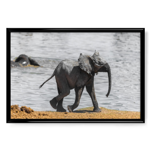 Baby Elefant - Namibia