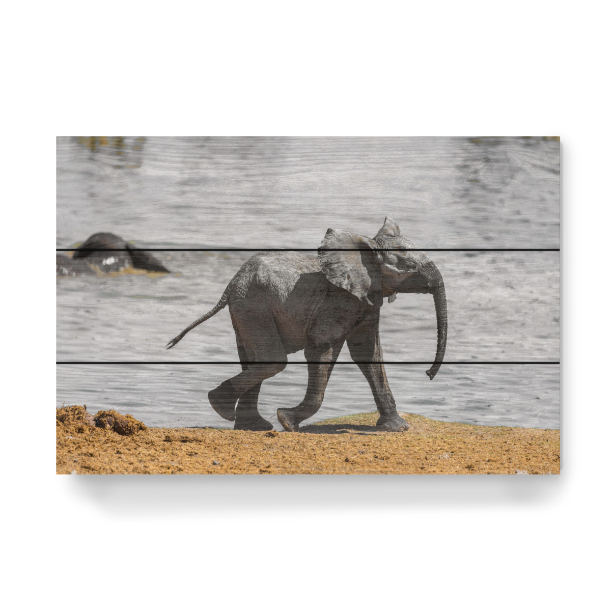 Baby Elefant Namibia Als Wood Print Bei Artboxone Kaufen