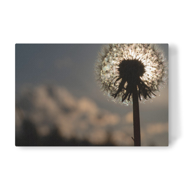 Leinwandbild "Pusteblume im Gegenlicht" artboxONE - Natur,Floral - Löwenzahn,Pusteblume,Gegenlicht,Blumen,Floral,Flower,Light,Closeup,Nahaufnahme