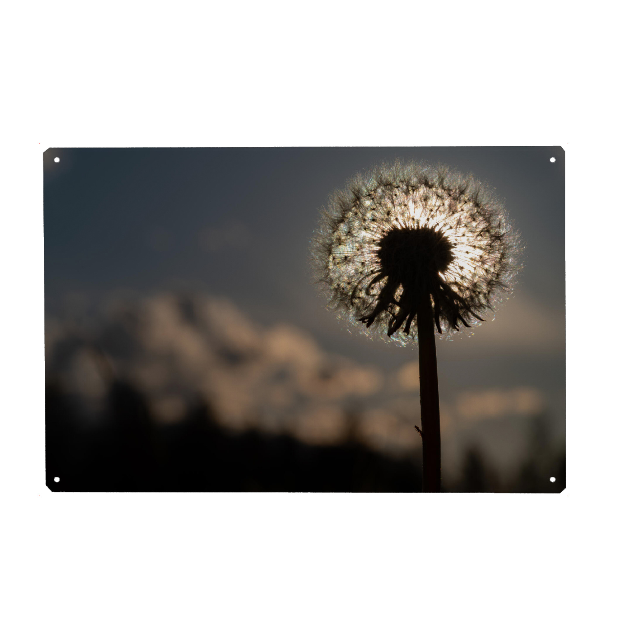 Metall Poster "Pusteblume im Gegenlicht" artboxONE - Natur,Floral - Löwenzahn,Pusteblume,Gegenlicht,Blumen,Floral,Flower,Light,Closeup,Nahaufnahme