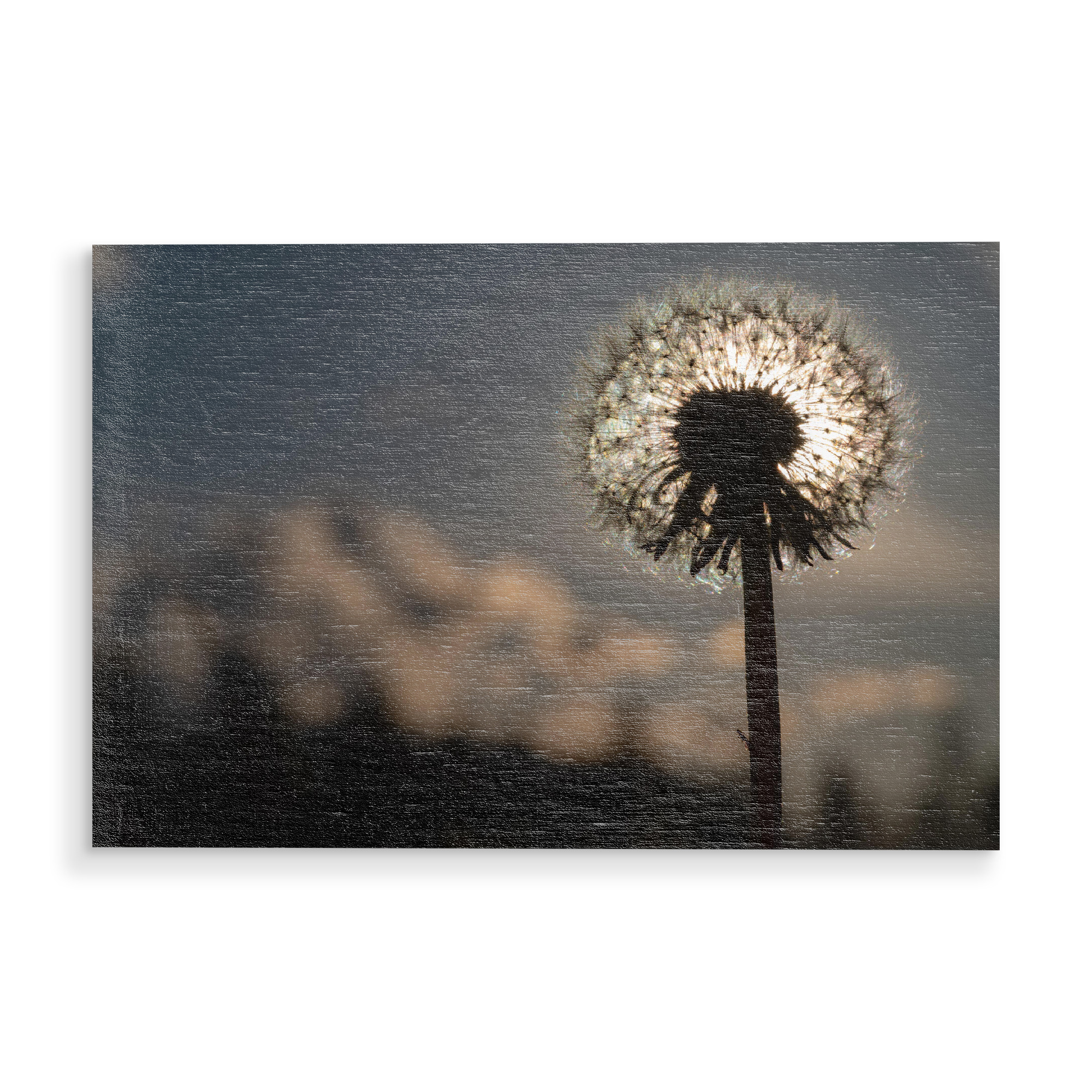 Holzbild "Pusteblume im Gegenlicht" artboxONE - Natur,Floral - Löwenzahn,Pusteblume,Gegenlicht,Blumen,Floral,Flower,Light,Closeup,Nahaufnahme