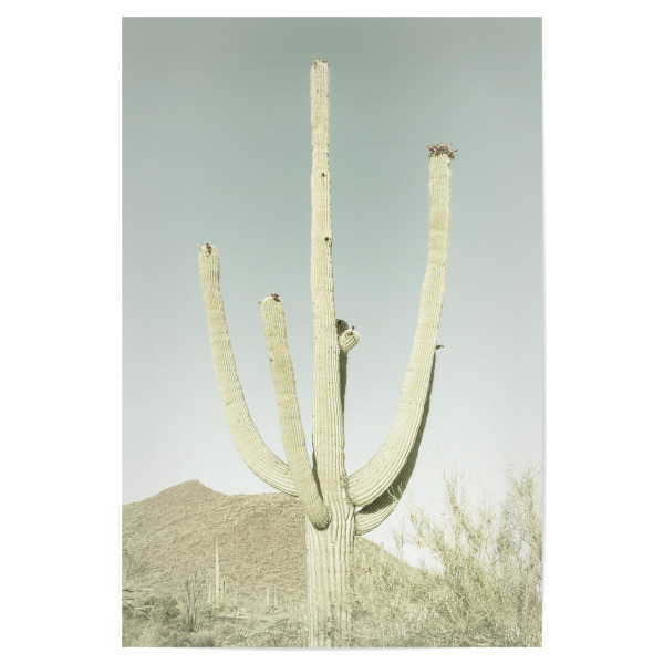 Poster "Riesen-Saguaro | Vintage" artboxONE - Natur,Reise / Länder