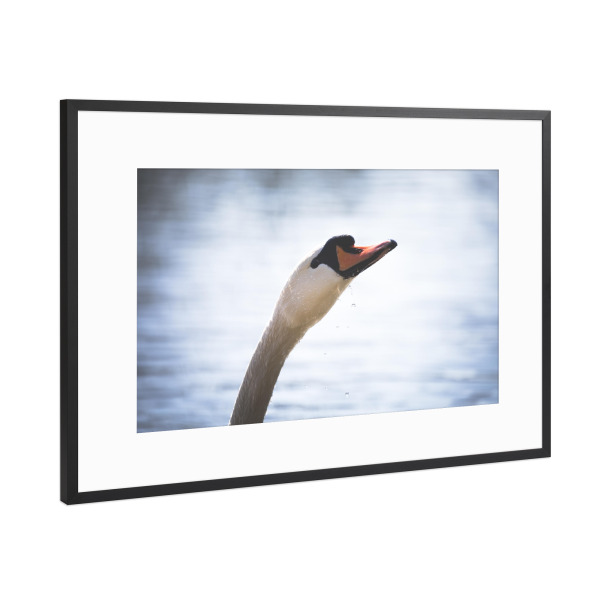 Poster mit Rahmen Schwarz (Metallic) "Höckerschwan" artboxONE - Natur,Tiere