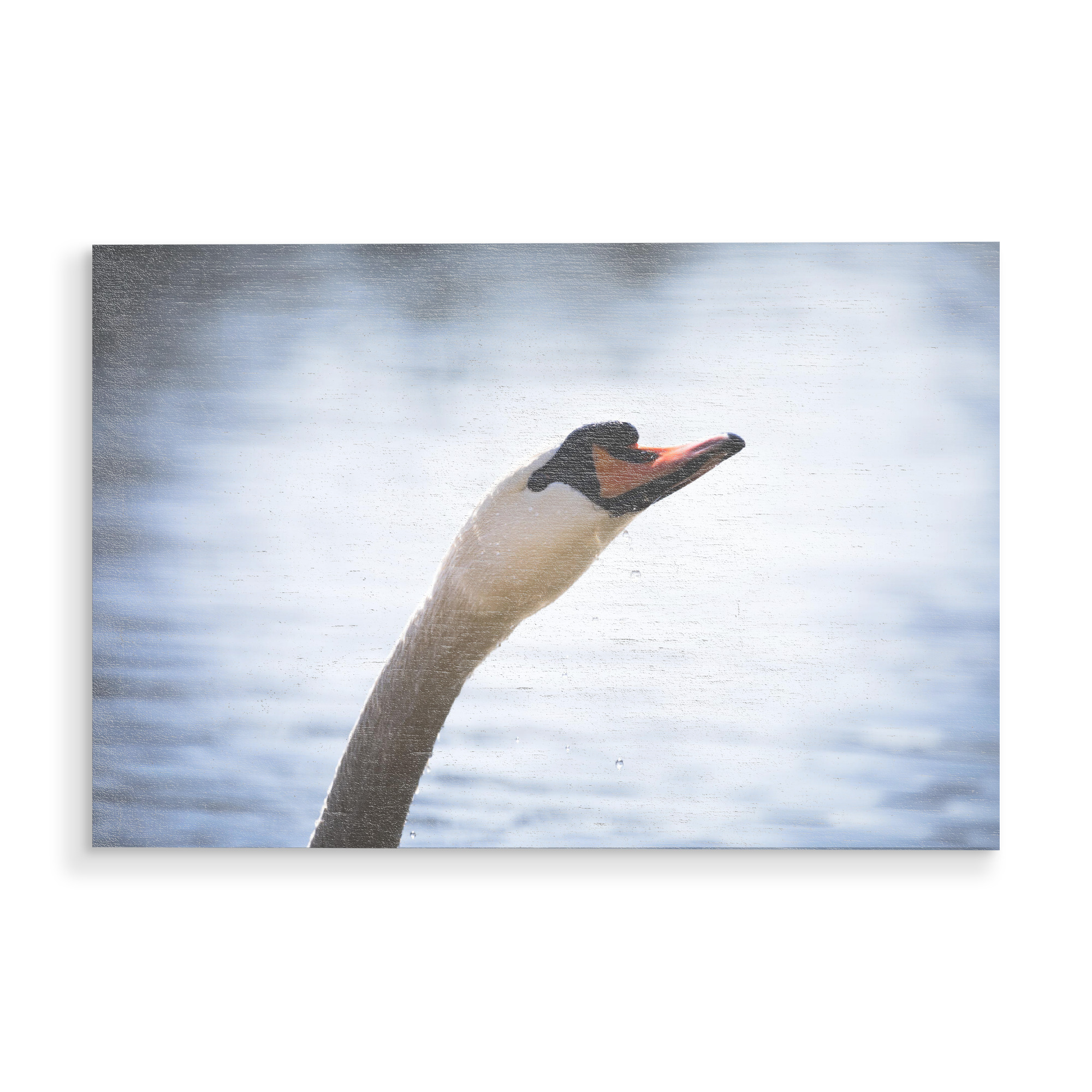 Holzbild "Höckerschwan" artboxONE - Natur,Tiere - Schwan,Höckerschwan,Vogel,Swan,Bird,Tier,Animal,Natur,Nature,Wasservogel,Rheinaue,Weißer schwan