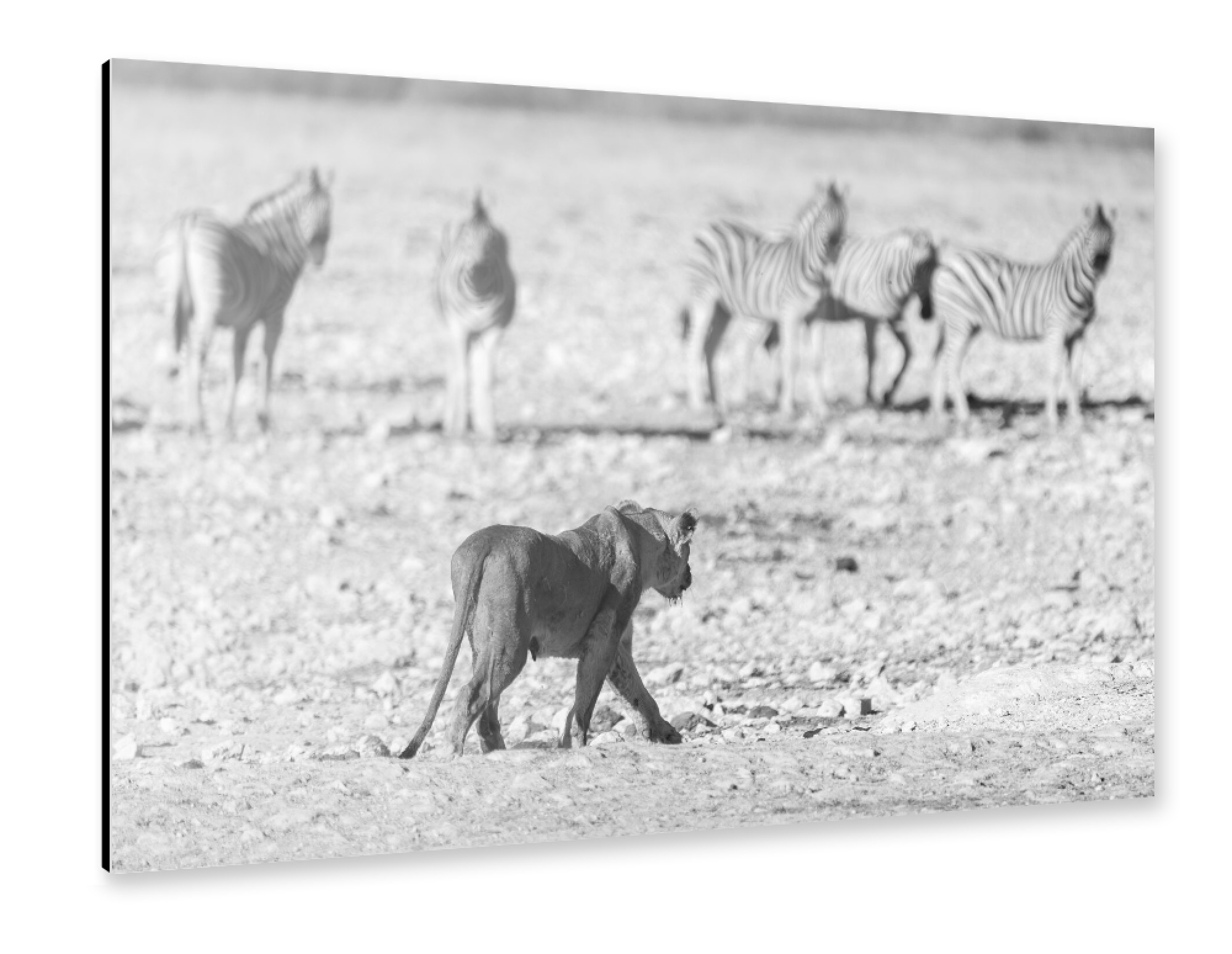 Alu-Dibond "Löwin auf der Jagd in Namibia" 75x50 cm artboxONE