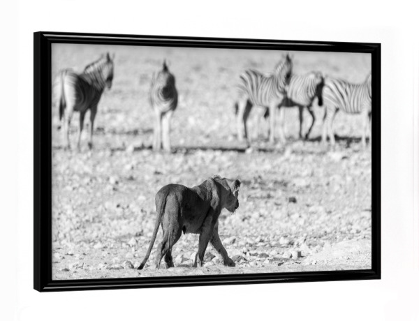Poster mit schwarzem Rahmen "Löwin auf der Jagd in Namibia" artboxONE - Natur,Tiere,Schwarzweiß