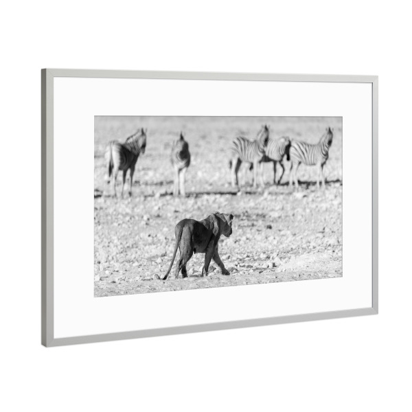 Poster mit Rahmen Silber "Löwin auf der Jagd in Namibia" artboxONE - Natur,Tiere,Schwarzweiß