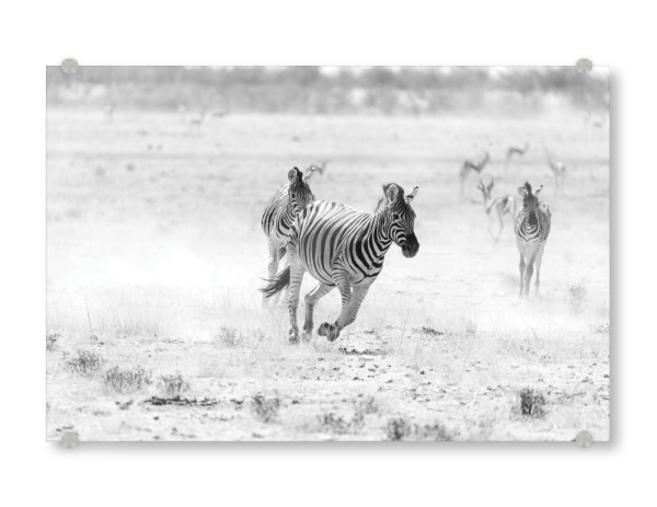Acrylglasbild "Zebra in Schwarz Weiß" artboxONE - Natur,Tiere