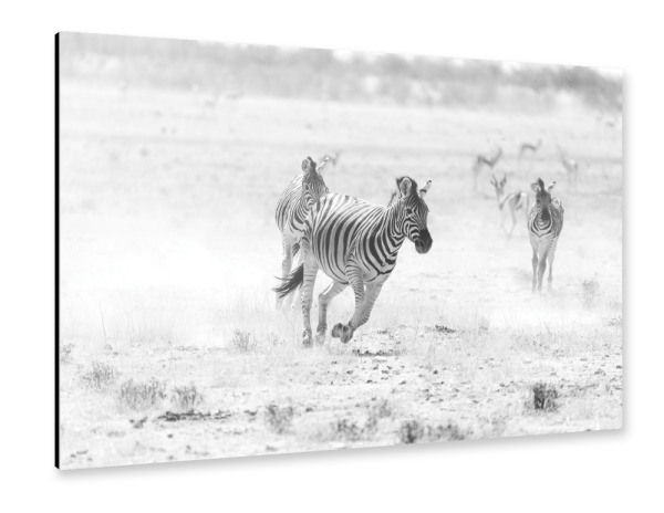 Alu-Dibond "Zebra in Schwarz Weiß" 30x20 cm artboxONE