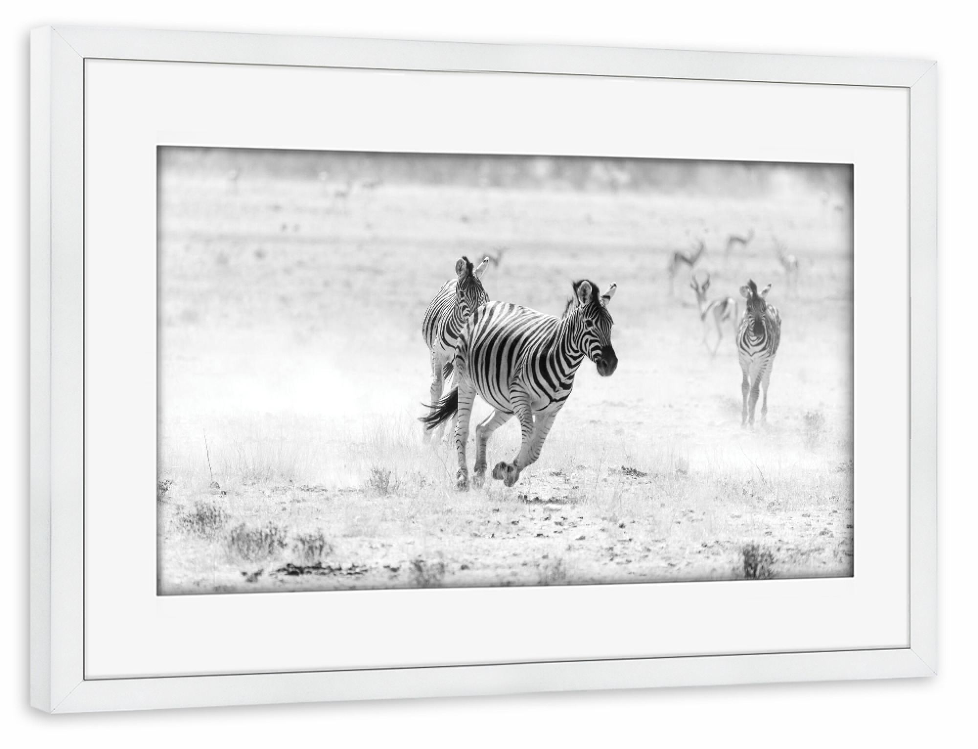 Poster mit Rahmen weiß "Zebra in Schwarz Weiß" artboxONE - Natur,Tiere